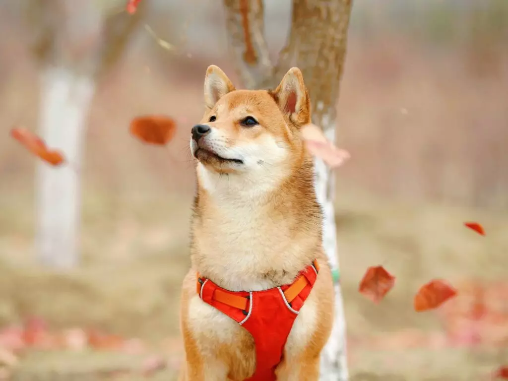 Che cos'è il Dogecoin criptovaluta
