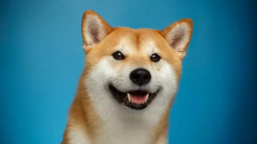 Dogecoin è un buon investimento? Dogecoin criptovaluta
