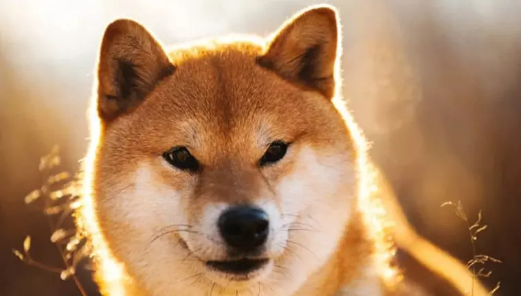 Quale sarà il prezzo dello Shiba Inu nel 2028? shiba inu criptovaluta

