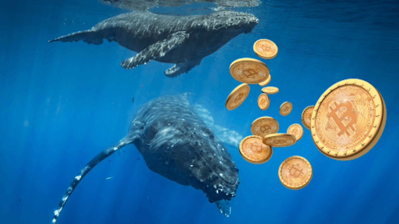 Le balene del Bitcoin hanno accumulato 3 miliardi di dollari nei dati di gennaio